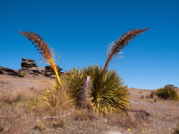 Травы Новой Зеландии — стоковое фото