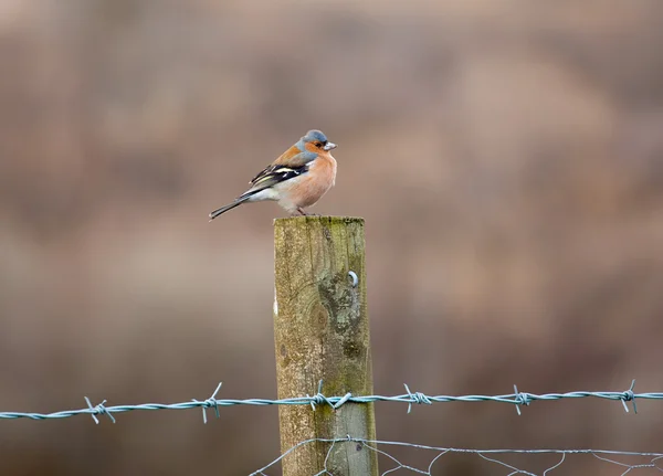 Bullfinch perched on fence — Stock Photo, Image