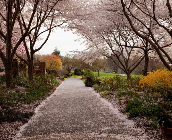 パスに落ちる桜の花びら — ストック写真