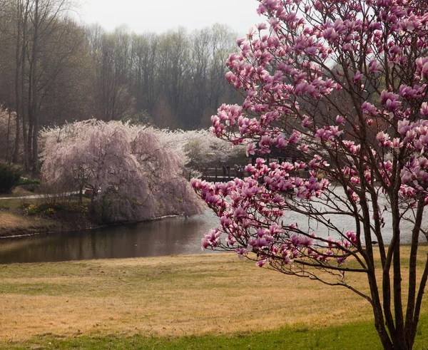 Magnolia frames cherry blossoms — Stock Photo, Image