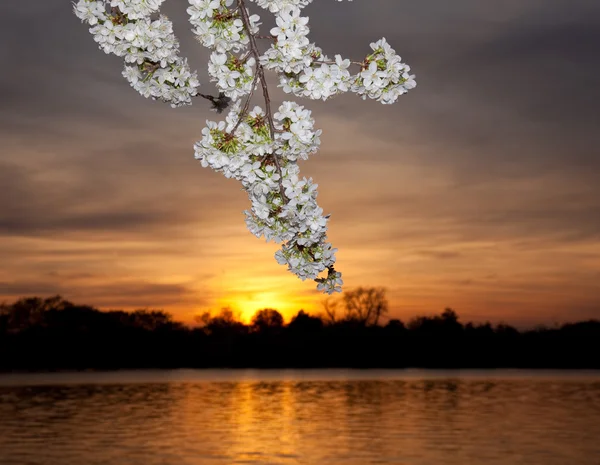 Fleurs de cerisier contre le coucher du soleil — Photo