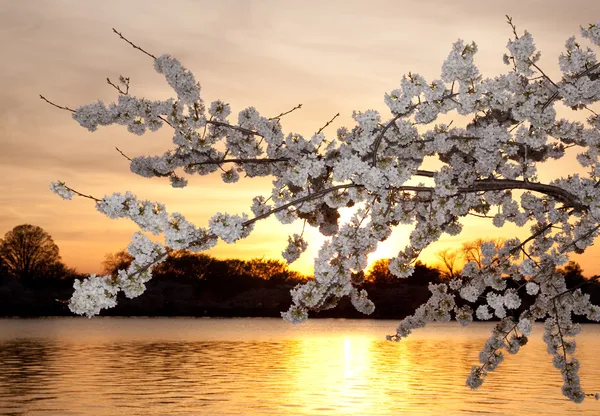 Flores de cerejeira contra o pôr do sol — Fotografia de Stock