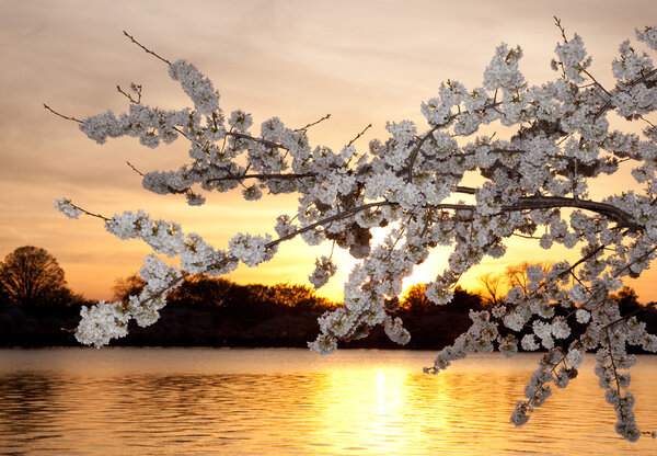 Cherry blossoms against sunset
