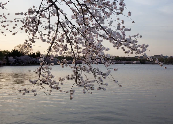 Kirschblüten gegen den Sonnenuntergang — Stockfoto