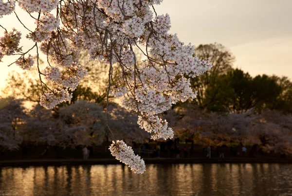 Körsbär blommar mot solnedgången — Stockfoto