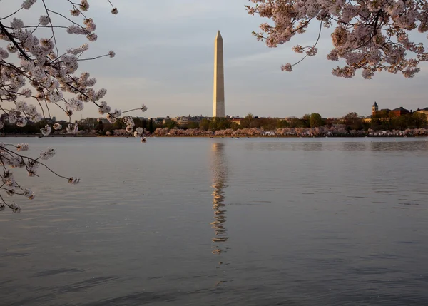Washington monument met cherry blossoms — Stockfoto