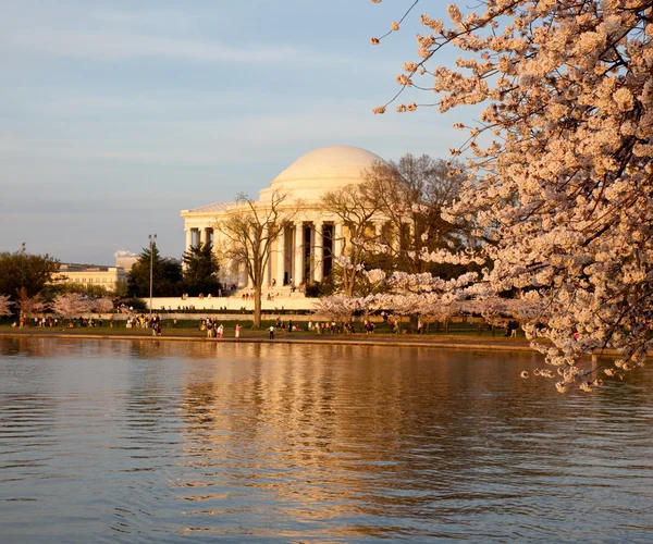 Мемориал Джефферсона за цветущей вишней — стоковое фото