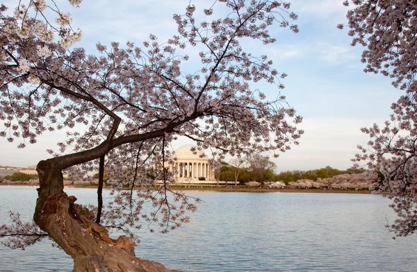 Jefferson památník za třešňový květ — Stock fotografie