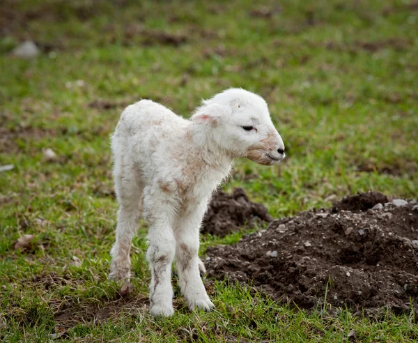 Single new born lamb — Stock Photo, Image
