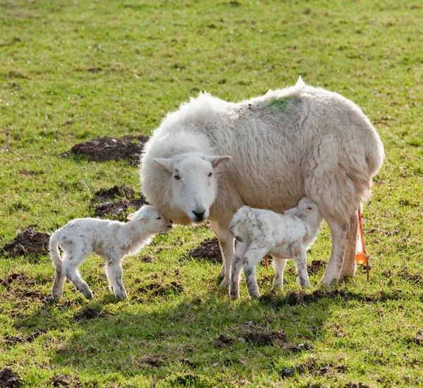 Gemelli di agnello appena nati con madre — Foto Stock