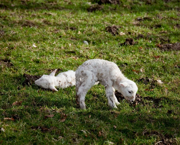 Gemelli di agnello appena nati con madre — Foto Stock