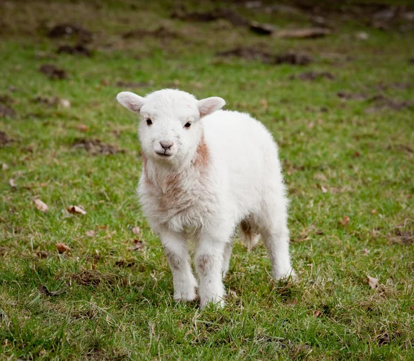 Single new born lamb — Stock Photo, Image