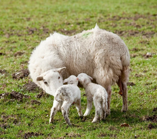 Nyfødte lammetvillinger med mor – stockfoto
