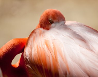 pembe flamingo bakıyor