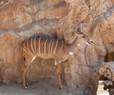 Kudu antelope with camoflage clipart