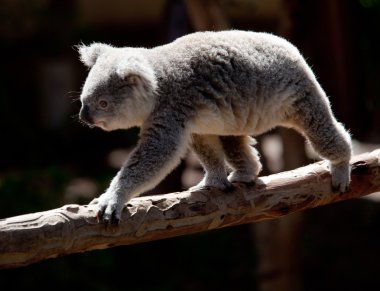 Koala Bearwalking along branch clipart