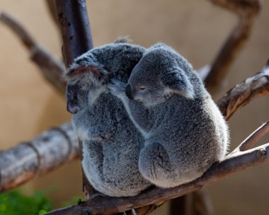 Koala Bears cuddling on a branch clipart