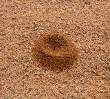küçük kum yığını karınca tarafından kurulan Desert
