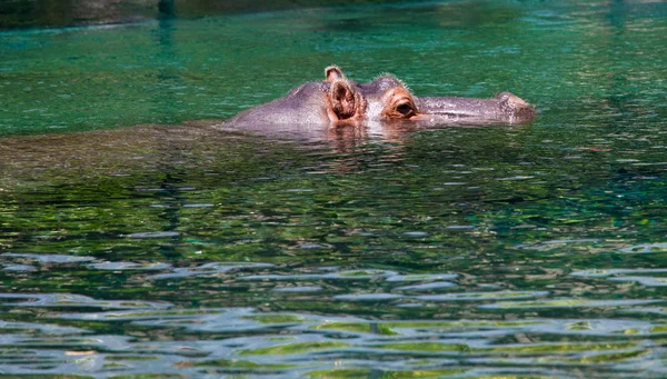 Ojos y oídos de un hipopótamo —  Fotos de Stock