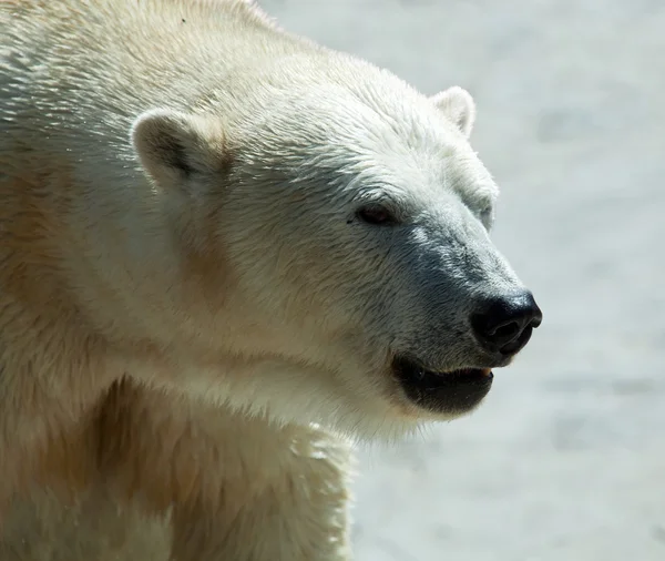 stock image Close up of polar bear