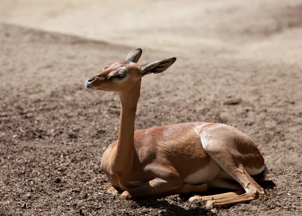 Waller's Gazelle — Stock Photo, Image