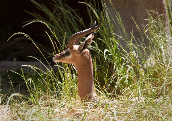 Gazelle de Waller — Photo