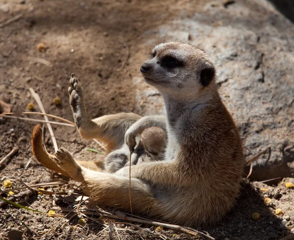 Kleine meerkat met baby in schoot — Stockfoto