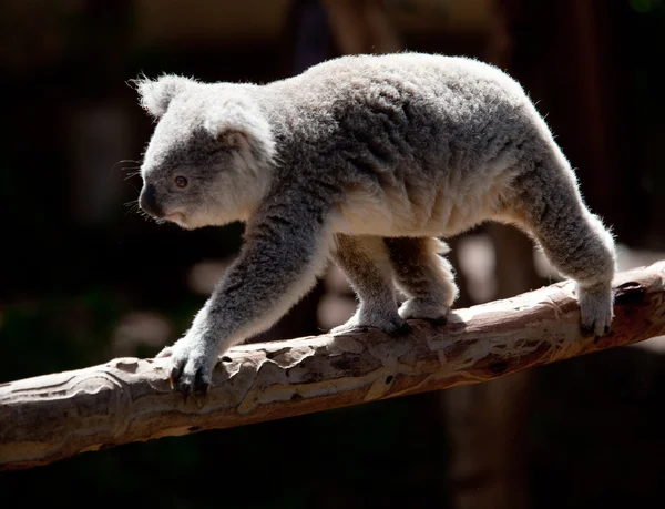 Koala bearwalking langs branch — Stockfoto