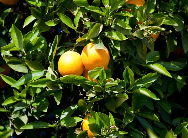 Para pomarańczy w drzewo — Zdjęcie stockowe