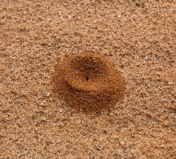 Невелика купа піску в пустелі, утворена мурахою — стокове фото
