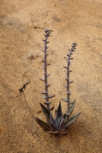 Mały kaktus rośnie z piasku — Zdjęcie stockowe