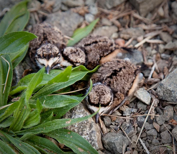 Sadece üç küçük Kildeer'in civciv yumurtadan — Stok fotoğraf