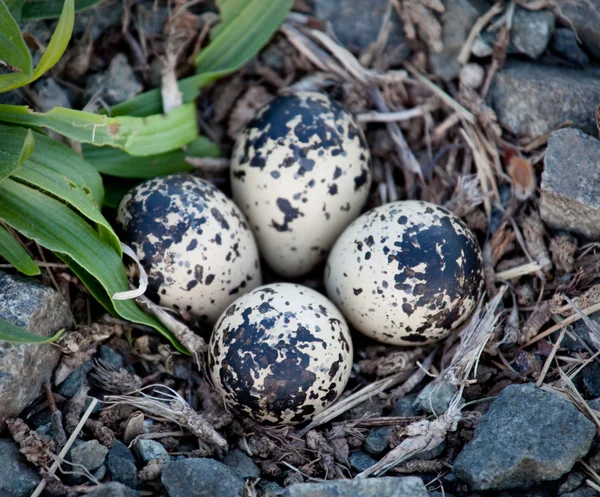 stock image Four Killdeer eggs in gravel by road