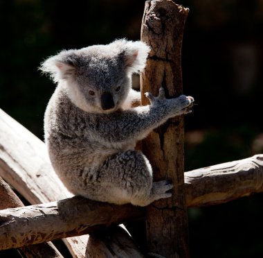 Koala Bear cuddling on a branch clipart