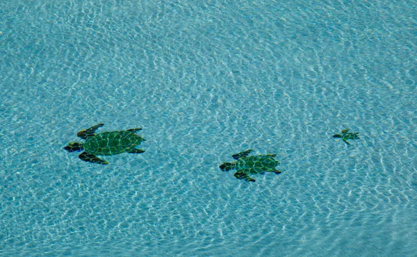 Yüzme havuzunda üç kaplumbağalar — Stok fotoğraf