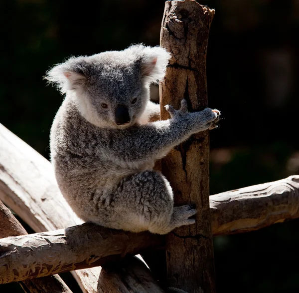 Koalabär kuschelt auf einem Ast — Stockfoto