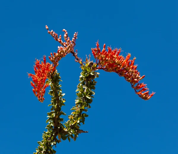 Crimson flowers of the Ocotillo cactus — Stock Photo, Image