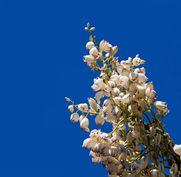 Mojave yucca virágok kék ég ellen — Stock Fotó
