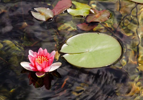 stock image Red Water lily on edge of leaves