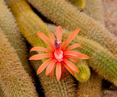 cleistocactus tonla çiçek