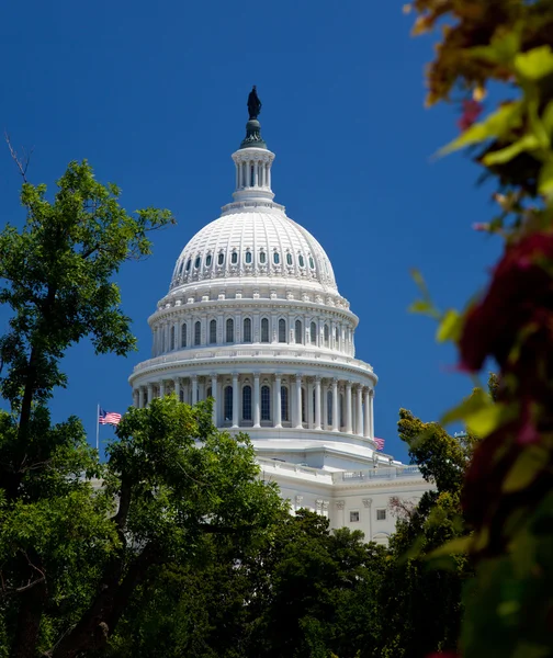 Capitol Building framed by trees — Stock Photo, Image