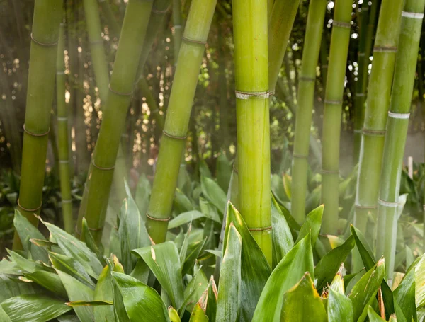 Misty bamboo stems — Stock Photo, Image