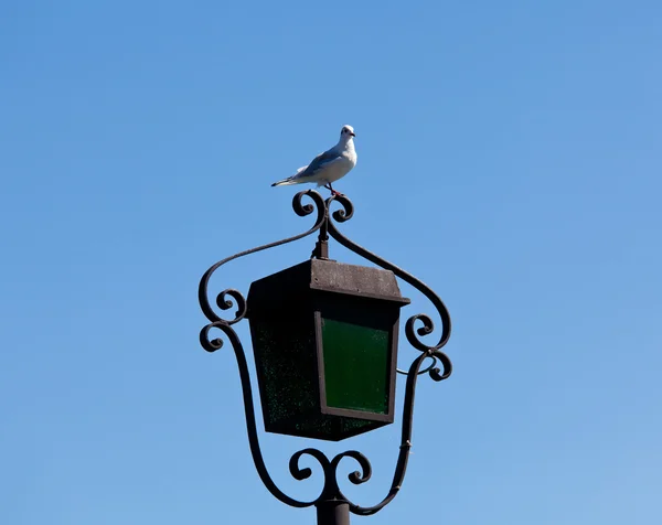 Seagull op lamp — Stockfoto