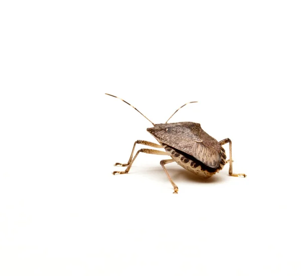 Bug puzzolente marrone — Foto Stock