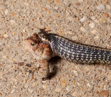 Gartner snake swallowing toad clipart