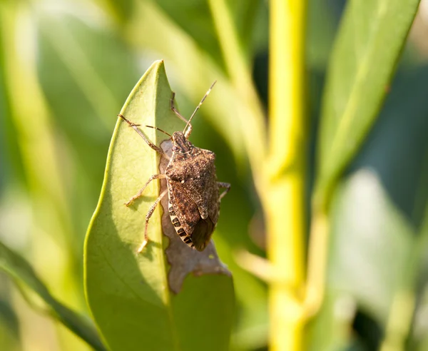 Apesta a insecto comer hoja —  Fotos de Stock