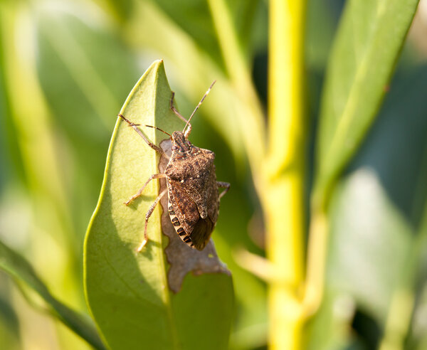 Stink bug eating leaf