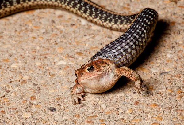 Gartner serpente rospo deglutizione — Foto Stock