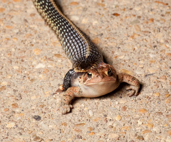 Змеиная жаба Гартнера — стоковое фото