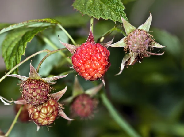 Stock image Red raspberry on a bed in the garden